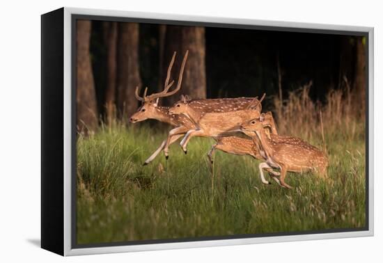 spotted deer, small herd leaping through grass, nepal-karine aigner-Framed Premier Image Canvas