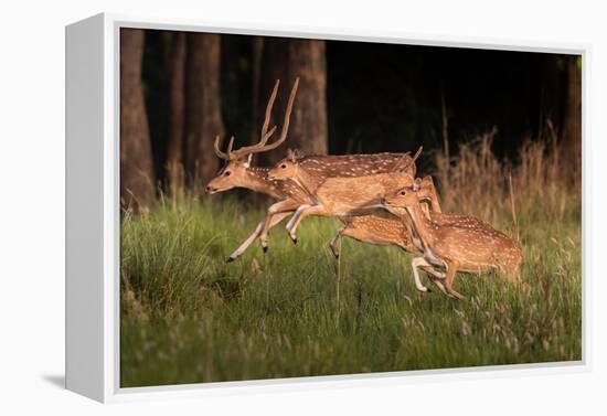 spotted deer, small herd leaping through grass, nepal-karine aigner-Framed Premier Image Canvas