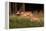 spotted deer, small herd leaping through grass, nepal-karine aigner-Framed Premier Image Canvas