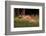 spotted deer, small herd leaping through grass, nepal-karine aigner-Framed Photographic Print