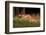 spotted deer, small herd leaping through grass, nepal-karine aigner-Framed Photographic Print