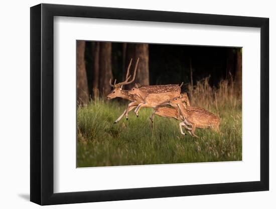 spotted deer, small herd leaping through grass, nepal-karine aigner-Framed Photographic Print