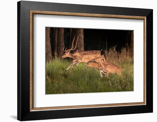 spotted deer, small herd leaping through grass, nepal-karine aigner-Framed Photographic Print