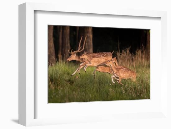 spotted deer, small herd leaping through grass, nepal-karine aigner-Framed Photographic Print