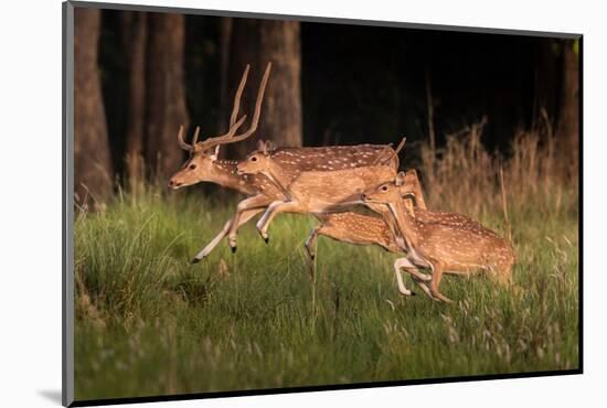 spotted deer, small herd leaping through grass, nepal-karine aigner-Mounted Photographic Print