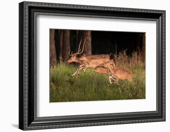 spotted deer, small herd leaping through grass, nepal-karine aigner-Framed Photographic Print