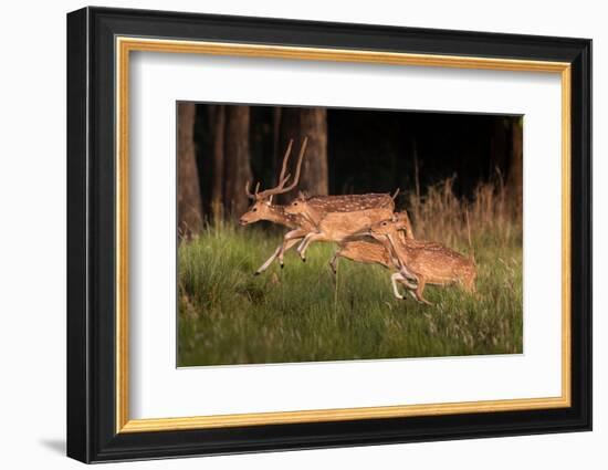 spotted deer, small herd leaping through grass, nepal-karine aigner-Framed Photographic Print