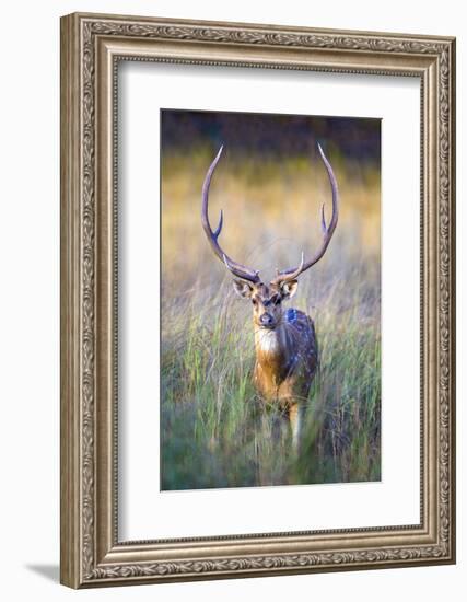 Spotted deer standing in tall grass, India-Panoramic Images-Framed Photographic Print