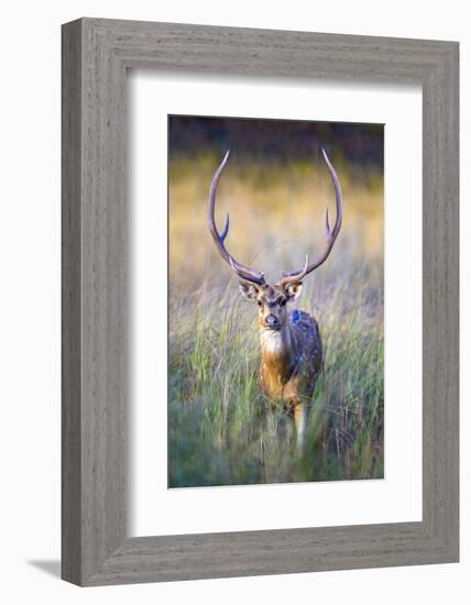 Spotted deer standing in tall grass, India-Panoramic Images-Framed Photographic Print