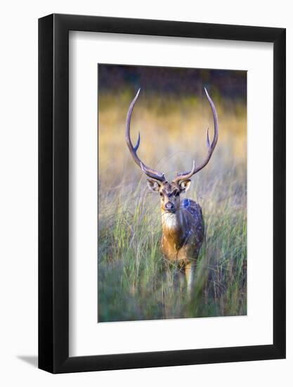 Spotted deer standing in tall grass, India-Panoramic Images-Framed Photographic Print