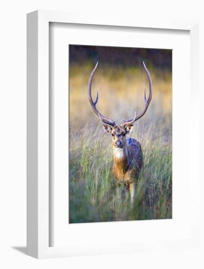 Spotted deer standing in tall grass, India-Panoramic Images-Framed Photographic Print