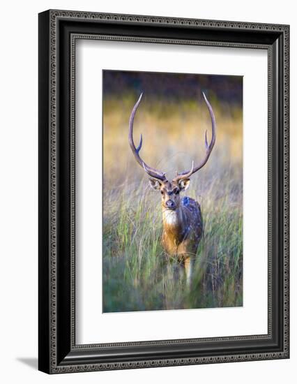 Spotted deer standing in tall grass, India-Panoramic Images-Framed Photographic Print