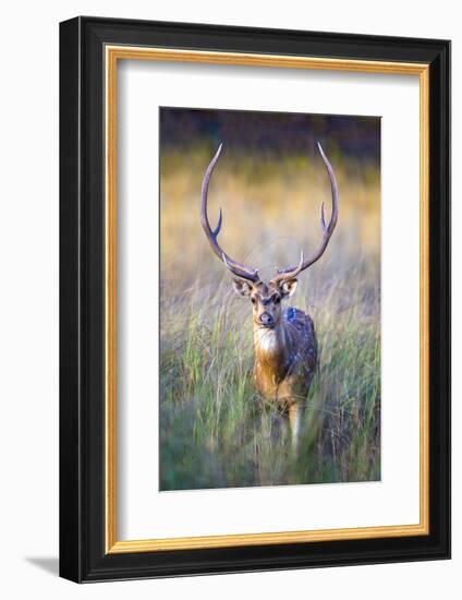 Spotted deer standing in tall grass, India-Panoramic Images-Framed Photographic Print