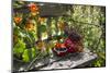 Spotted Dishes with Berries and Blossoms on Old Garden Bench-Andrea Haase-Mounted Photographic Print