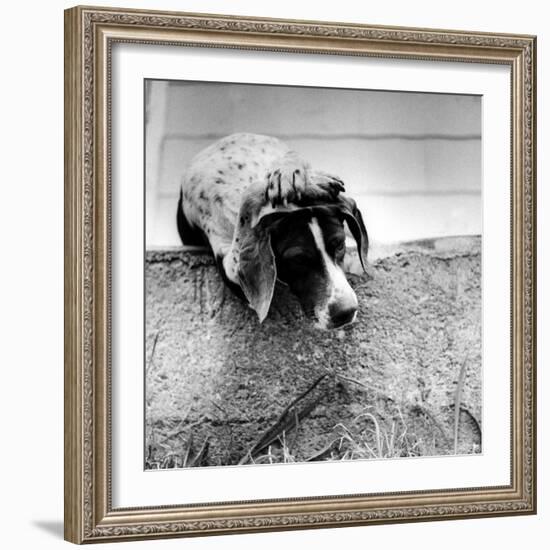 Spotted Dog Resting on the Wall with His Paws Crossed over His Head in a Thoughtful Pose-null-Framed Photographic Print