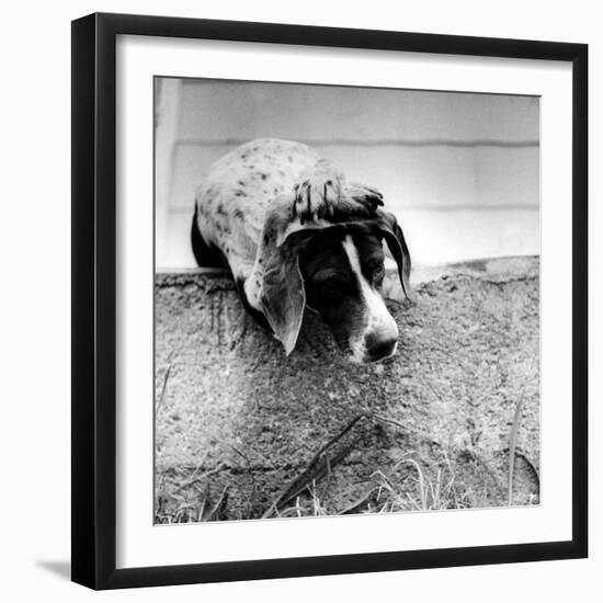 Spotted Dog Resting on the Wall with His Paws Crossed over His Head in a Thoughtful Pose-null-Framed Photographic Print