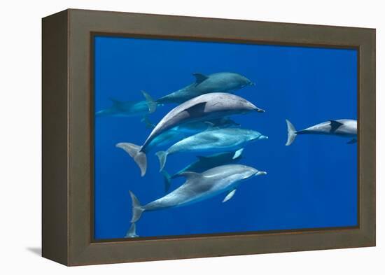 Spotted dolphin (Stenella frontalis) bowriding, Azores, Portugal, Atlantic-Christopher Swann-Framed Premier Image Canvas