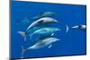 Spotted dolphin (Stenella frontalis) bowriding, Azores, Portugal, Atlantic-Christopher Swann-Mounted Photographic Print