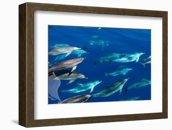 Spotted dolphin (Stenella frontalis) bowriding, Azores, Portugal, Atlantic-Christopher Swann-Framed Photographic Print