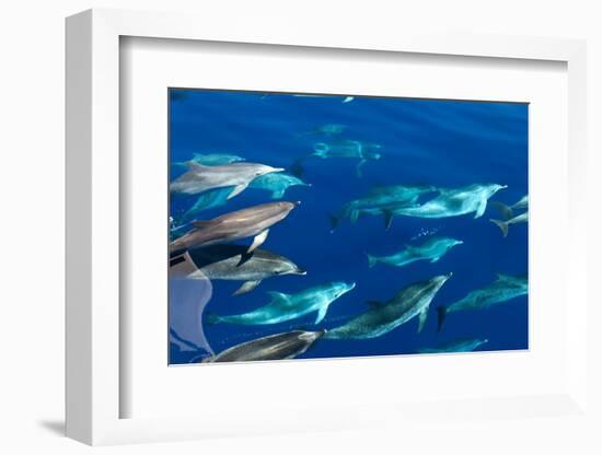 Spotted dolphin (Stenella frontalis) bowriding, Azores, Portugal, Atlantic-Christopher Swann-Framed Photographic Print