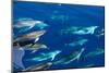 Spotted dolphin (Stenella frontalis) bowriding, Azores, Portugal, Atlantic-Christopher Swann-Mounted Photographic Print