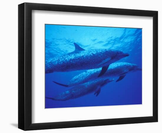 Spotted Dolphins, Bahamas, Caribbean-Michele Westmorland-Framed Photographic Print