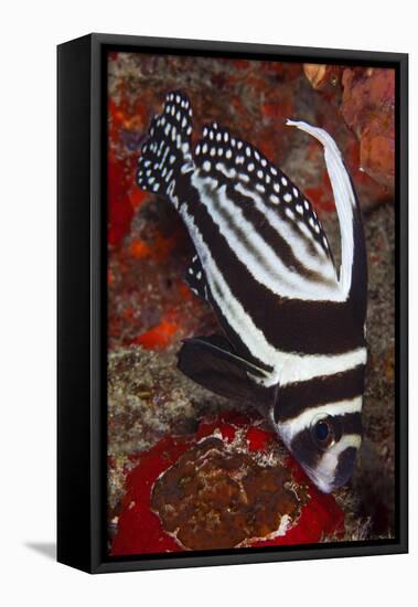 Spotted Drum Fish (Equetus Punctatus) Puerto Morelos National Park, Caribbean Sea, Mexico, February-Claudio Contreras-Framed Premier Image Canvas
