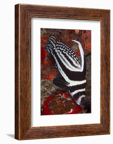 Spotted Drum Fish (Equetus Punctatus) Puerto Morelos National Park, Caribbean Sea, Mexico, February-Claudio Contreras-Framed Photographic Print