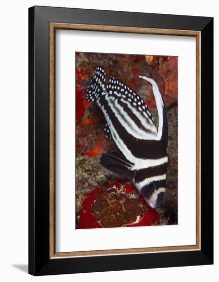 Spotted Drum Fish (Equetus Punctatus) Puerto Morelos National Park, Caribbean Sea, Mexico, February-Claudio Contreras-Framed Photographic Print