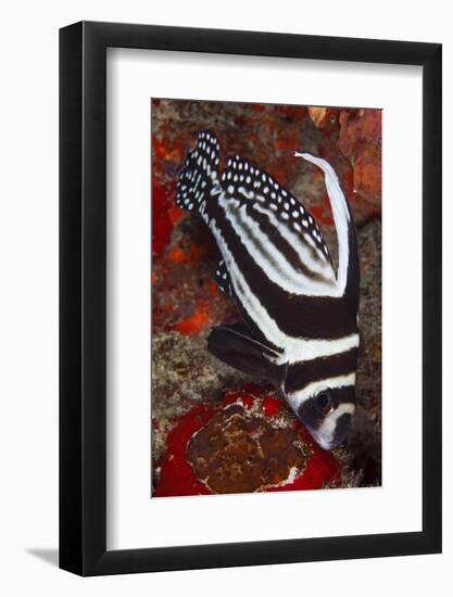 Spotted Drum Fish (Equetus Punctatus) Puerto Morelos National Park, Caribbean Sea, Mexico, February-Claudio Contreras-Framed Photographic Print