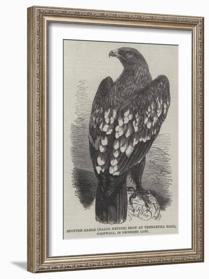 Spotted Eagle (Falco Nevius) Shot at Trebartha Hall, Cornwall, in December Last-Harrison William Weir-Framed Giclee Print
