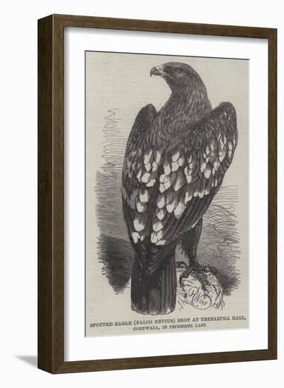 Spotted Eagle (Falco Nevius) Shot at Trebartha Hall, Cornwall, in December Last-Harrison William Weir-Framed Giclee Print