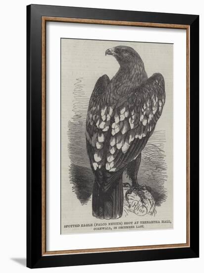 Spotted Eagle (Falco Nevius) Shot at Trebartha Hall, Cornwall, in December Last-Harrison William Weir-Framed Giclee Print