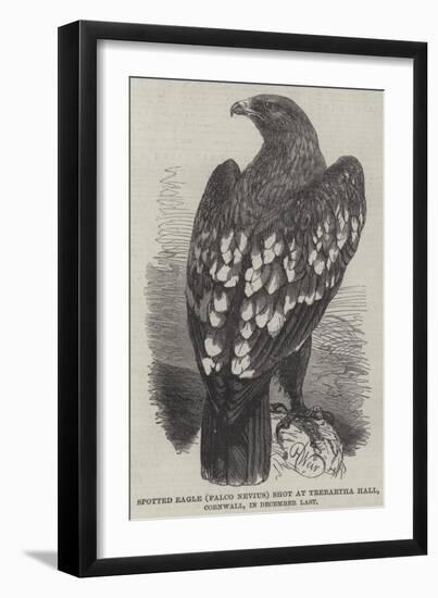 Spotted Eagle (Falco Nevius) Shot at Trebartha Hall, Cornwall, in December Last-Harrison William Weir-Framed Giclee Print