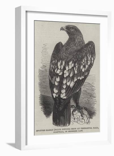 Spotted Eagle (Falco Nevius) Shot at Trebartha Hall, Cornwall, in December Last-Harrison William Weir-Framed Giclee Print