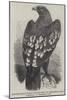 Spotted Eagle (Falco Nevius) Shot at Trebartha Hall, Cornwall, in December Last-Harrison William Weir-Mounted Giclee Print