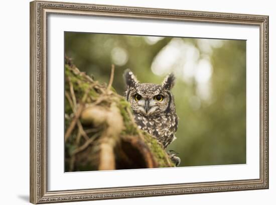 Spotted Eagle Owl (Bubo Africanus), Herefordshire, England, United Kingdom-Janette Hill-Framed Photographic Print