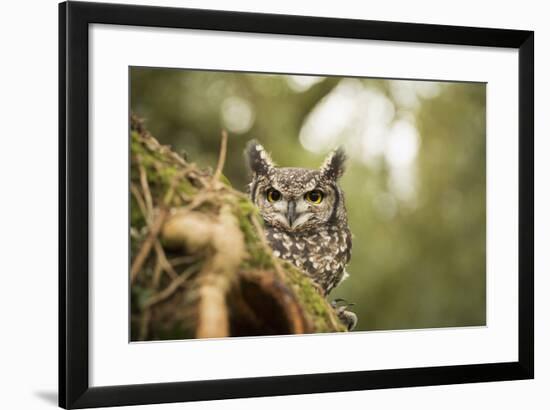 Spotted Eagle Owl (Bubo Africanus), Herefordshire, England, United Kingdom-Janette Hill-Framed Photographic Print