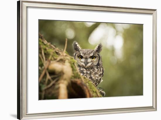 Spotted Eagle Owl (Bubo Africanus), Herefordshire, England, United Kingdom-Janette Hill-Framed Photographic Print