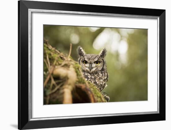 Spotted Eagle Owl (Bubo Africanus), Herefordshire, England, United Kingdom-Janette Hill-Framed Photographic Print