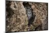 Spotted Eagle Owl (Bubo Africanus), Herefordshire, England, United Kingdom-Janette Hill-Mounted Photographic Print