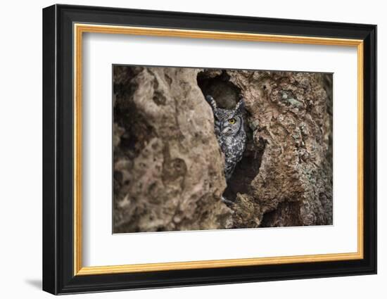 Spotted Eagle Owl (Bubo Africanus), Herefordshire, England, United Kingdom-Janette Hill-Framed Photographic Print