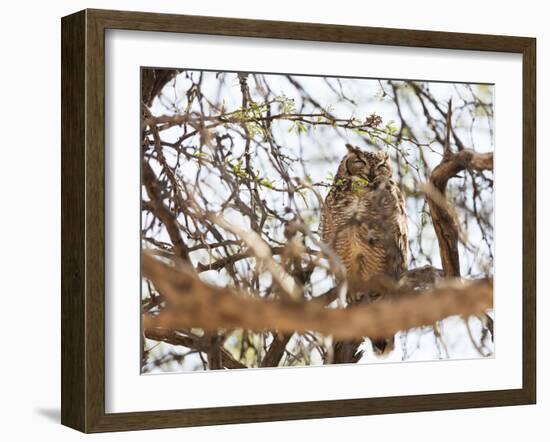 Spotted eagle owl , Kgalagadi Transfrontier Park, Kalahari, Northern Cape, South Africa, Africa-Christian Kober-Framed Photographic Print