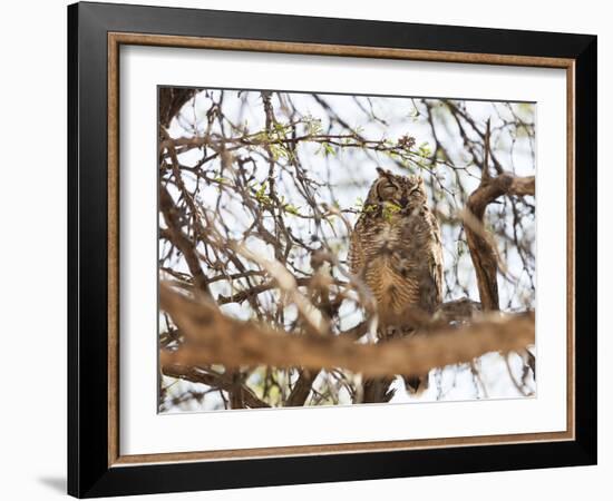 Spotted eagle owl , Kgalagadi Transfrontier Park, Kalahari, Northern Cape, South Africa, Africa-Christian Kober-Framed Photographic Print
