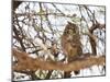 Spotted eagle owl , Kgalagadi Transfrontier Park, Kalahari, Northern Cape, South Africa, Africa-Christian Kober-Mounted Photographic Print