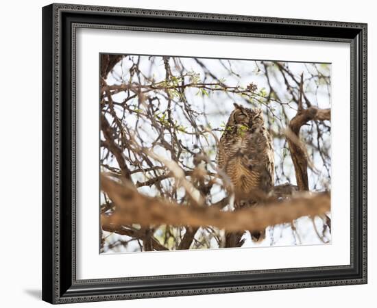 Spotted eagle owl , Kgalagadi Transfrontier Park, Kalahari, Northern Cape, South Africa, Africa-Christian Kober-Framed Photographic Print