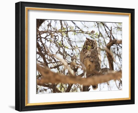 Spotted eagle owl , Kgalagadi Transfrontier Park, Kalahari, Northern Cape, South Africa, Africa-Christian Kober-Framed Photographic Print