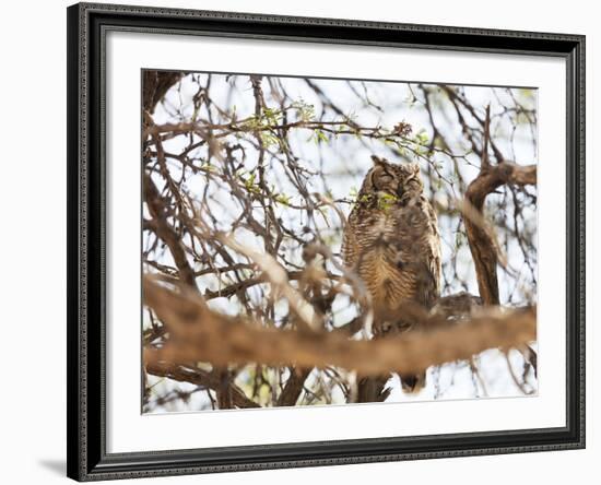 Spotted eagle owl , Kgalagadi Transfrontier Park, Kalahari, Northern Cape, South Africa, Africa-Christian Kober-Framed Photographic Print