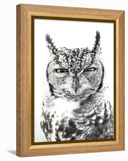 Spotted Eagle Owl, Kgalagadi Transfrontier Park, South Africa-James Hager-Framed Premier Image Canvas