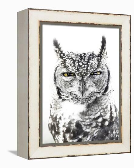 Spotted Eagle Owl, Kgalagadi Transfrontier Park, South Africa-James Hager-Framed Premier Image Canvas